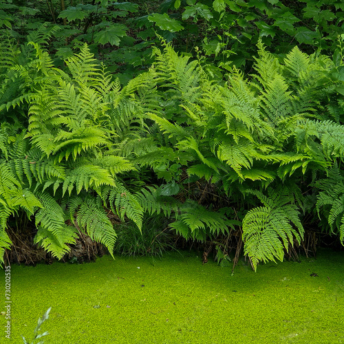 Lady ferns (Athyrium filix-femina) growing along ditch photo