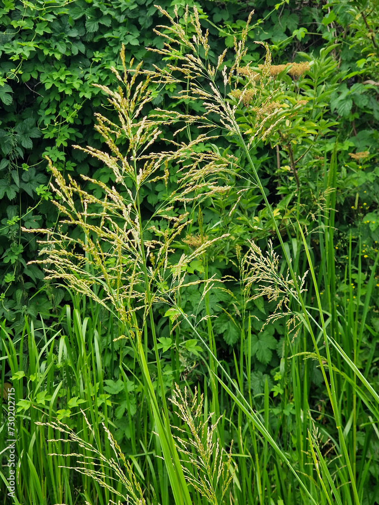 Flowering Great manna grass (Glyceria maxima) Flowering Great manna grass (Glyceria maxima)