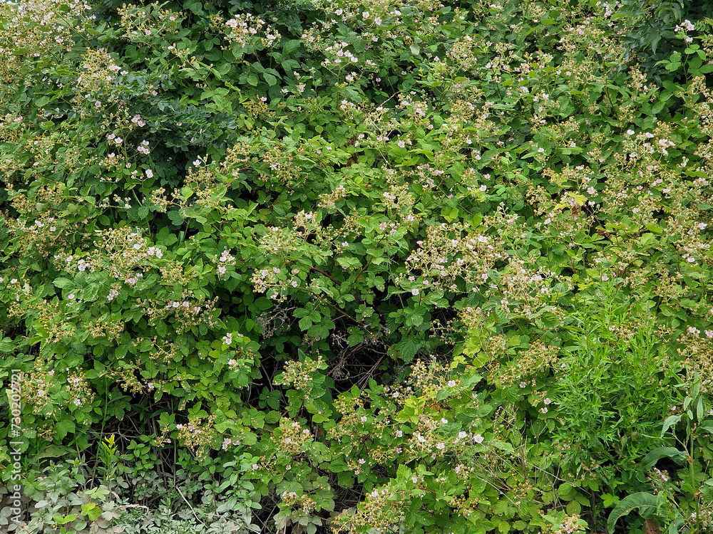 Buds, flowers and fruits of Blackberry (Rubus spec.)