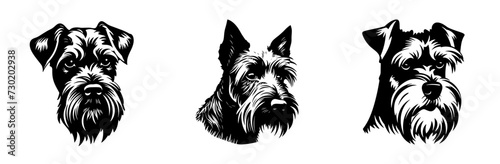 Scottish terrier dog breed head vector illustration. Pet portrait in style of hand drawn black doodle on white background