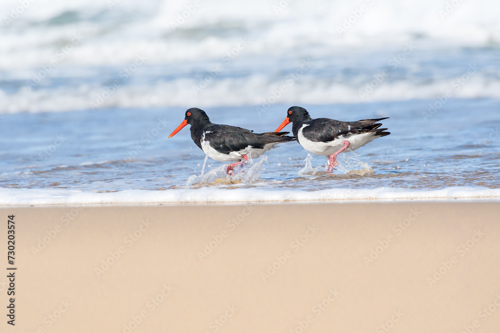 Eurasian oystercatcher (Haematopus ostralegus) a medium-sized bird with dark plumage with a red beak, the animal walks on the sandy beach on the seashore and looks for food. Eurasian oystercatcher (Haematopus ostralegus) a medium-sized bird with dark plumage with a red beak, the animal walks on the sandy beach on the seashore and looks for food.