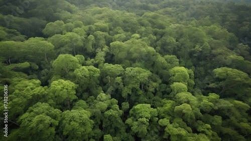 An aerial view of a lush green forest with a dense canopy. Ideal for nature themes, backgrounds, and environmental content. High quality photo