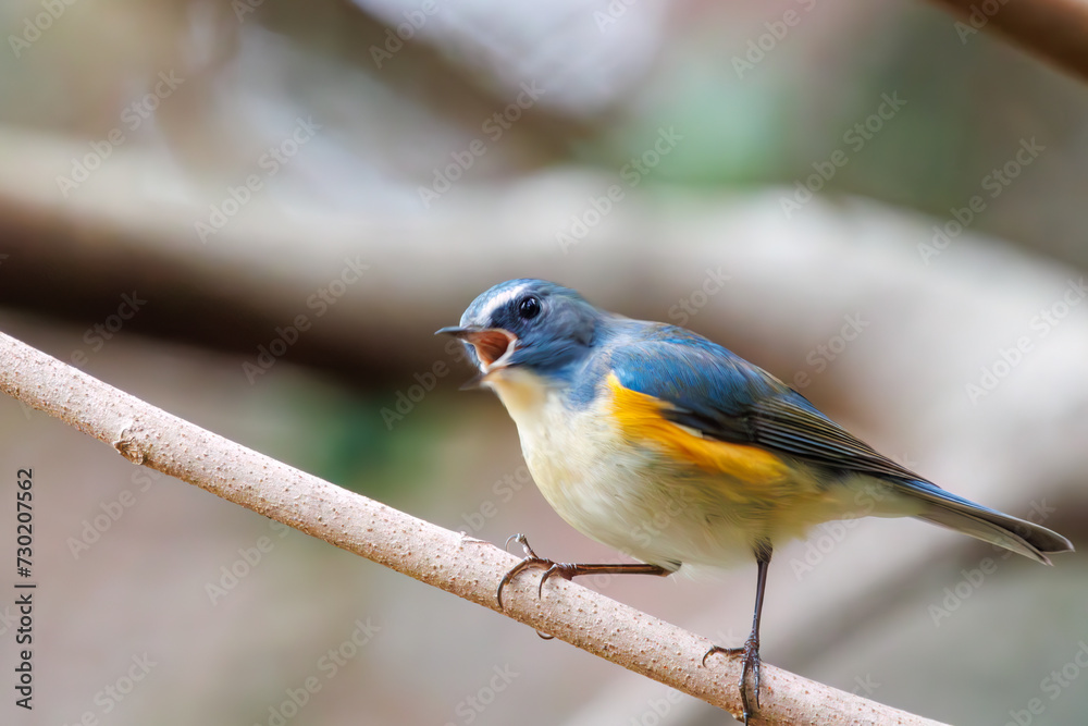 さえずる幸せの青い鳥、可愛いルリビタキ(ヒタキ科)。
日本国東京都文京区、小石川植物園にて。
2024年2月4日撮影。
A happy blue bird, the lovely Red-flanked Bluetail (Tarsiger cyanurus, family comprising flycatchers).
At Koishikawa botanical park, さえずる幸せの青い鳥、可愛いルリビタキ(ヒタキ科)。
日本国東京都文京区、小石川植物園にて。
2024年2月4日撮影。
A happy blue bird, the lovely Red-flanked Bluetail (Tarsiger cyanurus, family comprising flycatchers).
At Koishikawa botanical park,