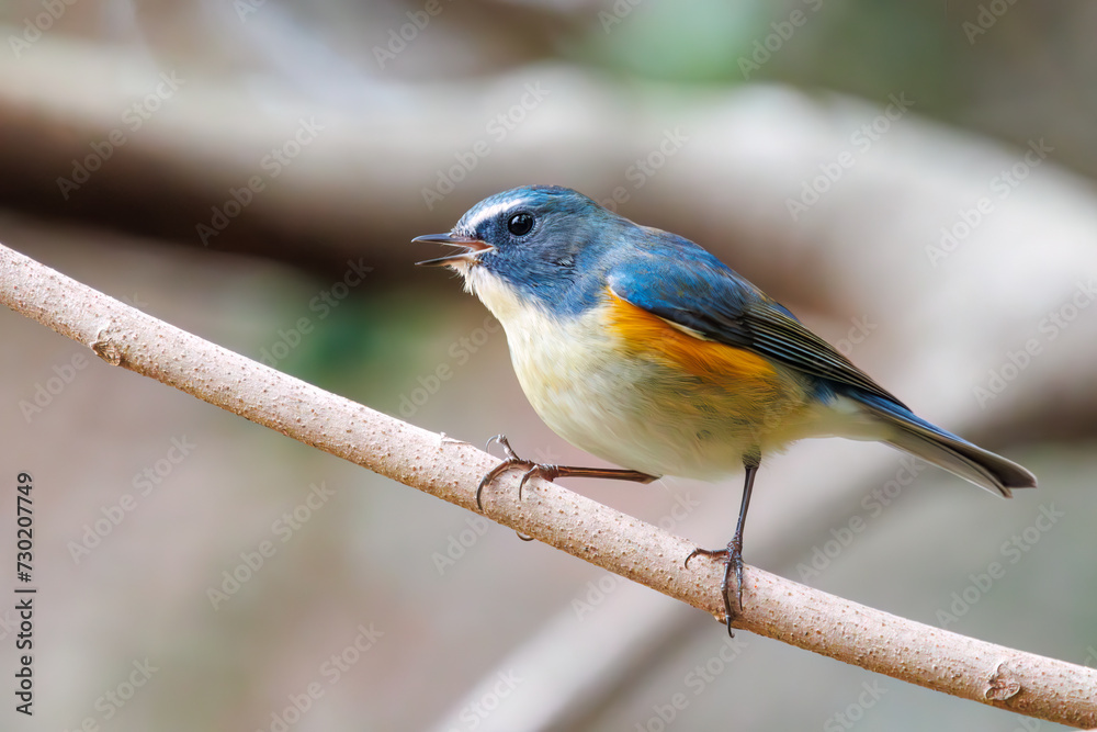 幸せの青い鳥、可愛いルリビタキ（ヒタキ科）。

日本国東京都文京区、小石川植物園にて。
2024年2月4日撮影。

A happy blue bird, the lovely Red-flanked Bluetail (Tarsiger cyanurus, family comprising flycatchers).

At Koishikawa botanical park, Bunkyo-k