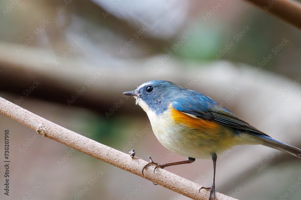 Fototapeta premium 幸せの青い鳥、可愛いルリビタキ（ヒタキ科）。日本国東京都文京区、小石川植物園にて。 2024年2月4日撮影。A happy blue bird, the lovely Red-flanked Bluetail (Tarsiger cyanurus, family comprising flycatchers).At Koishikawa botanical park, Bunkyo-k