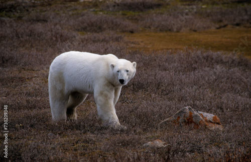 Ours blanc, Thalassarctos maritimus, Churchill , Canada photo