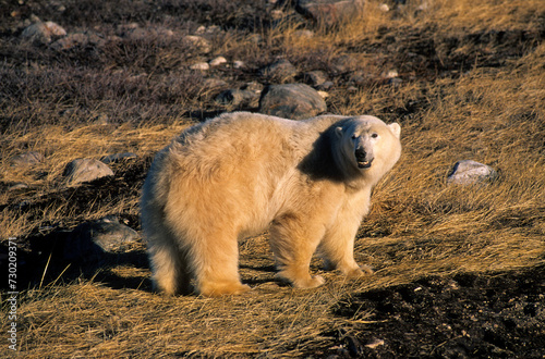 Ours blanc, Thalassarctos maritimus, Churchill , Canada photo