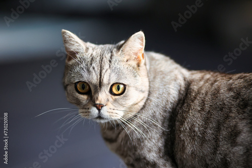 Cat, British Shorthair, Tabby in portraits..