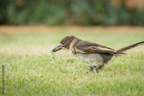 Gray butcherbird(Cracticus torquatus) a small bird, animal sitting on the grass with a hunted caterpillar in its beak. photo