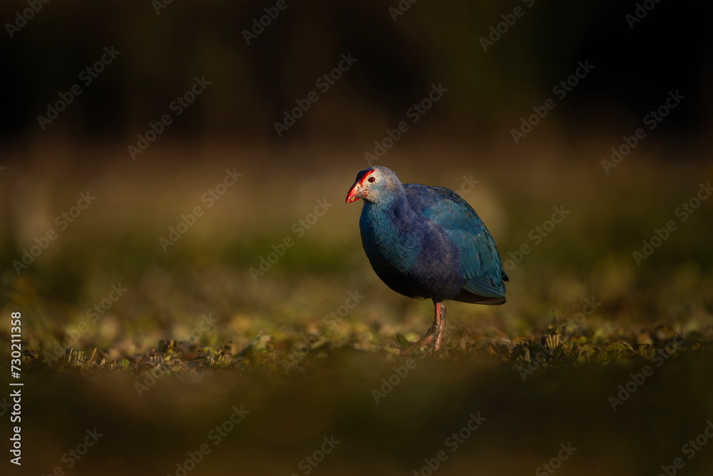Fototapeta premium Grey-headed swamphen in wetland in Morning 