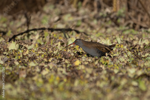 Water rail in Pond 