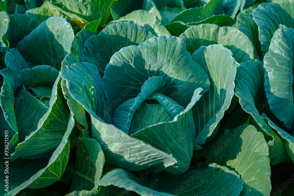 Obraz premium Freshly harvested cabbage.