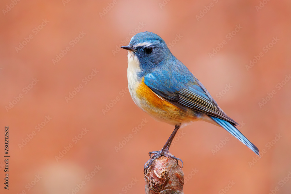 幸せの青い鳥、可愛いルリビタキ（ヒタキ科）。

日本国東京都文京区、小石川植物園にて。
2024年2月4日撮影。

A happy blue bird, the lovely Red-flanked Bluetail (Tarsiger cyanurus, family comprising flycatchers).

At Koishikawa botanical park, Bunkyo-k