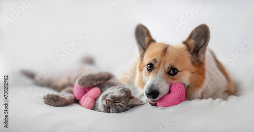 holiday valentine with cute couple of furry friends corgi dog and cat lying on white bed background with pink hearts symbols photo