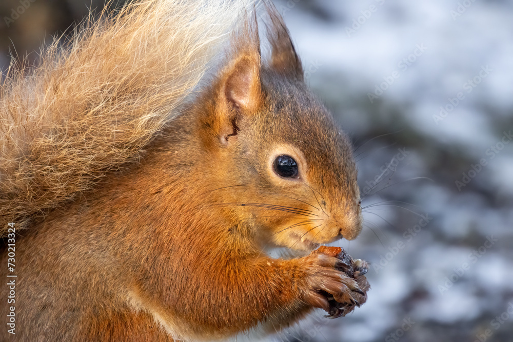 Close up of a hungry little scottish red squirrel eating a nut in the forest Close up of a hungry little scottish red squirrel eating a nut in the forest