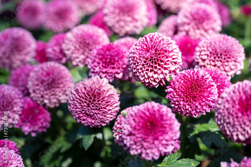 Beautiful chrysanthemum in the garden,solf focus.