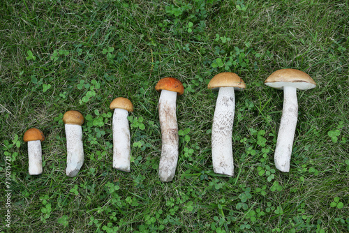 mushrooms on grass