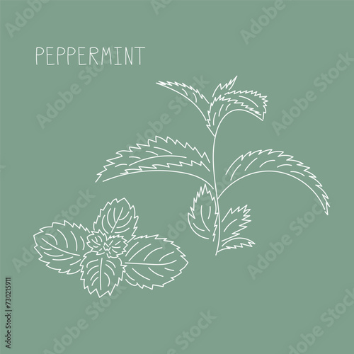 Peppermint herb hand drawn vector line illustration. Healthy natural plant, cooking, aromatherapy, garden, medicinal. Outline sketch floral doodle clipart