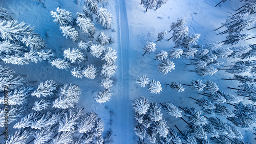 Winter forest landscape