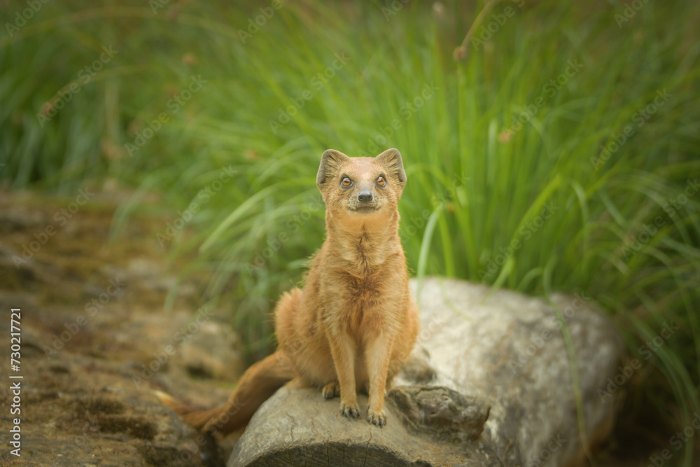 Obraz premium A mongoose is sitting in its enclosure at the zoo. Summer sunny day at the zoo. Happy animal in captivity 