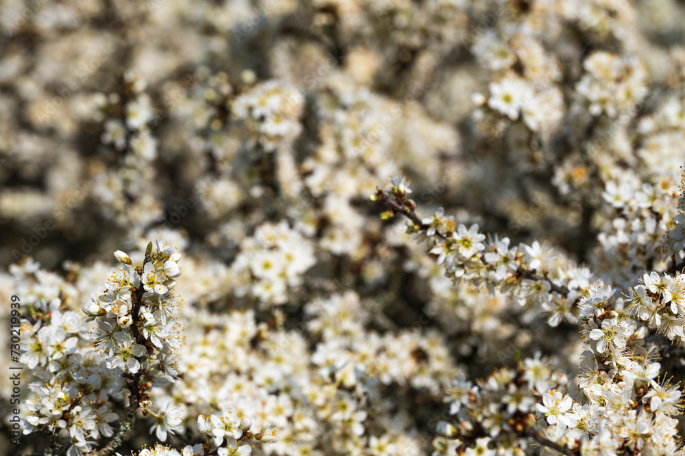 Close-up of a blackthorn bush in full bloom with selective focus