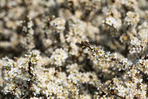 Close-up of a blackthorn bush in full bloom with selective focus