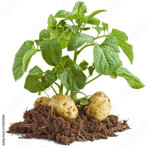 potao plant on PNG transparent 