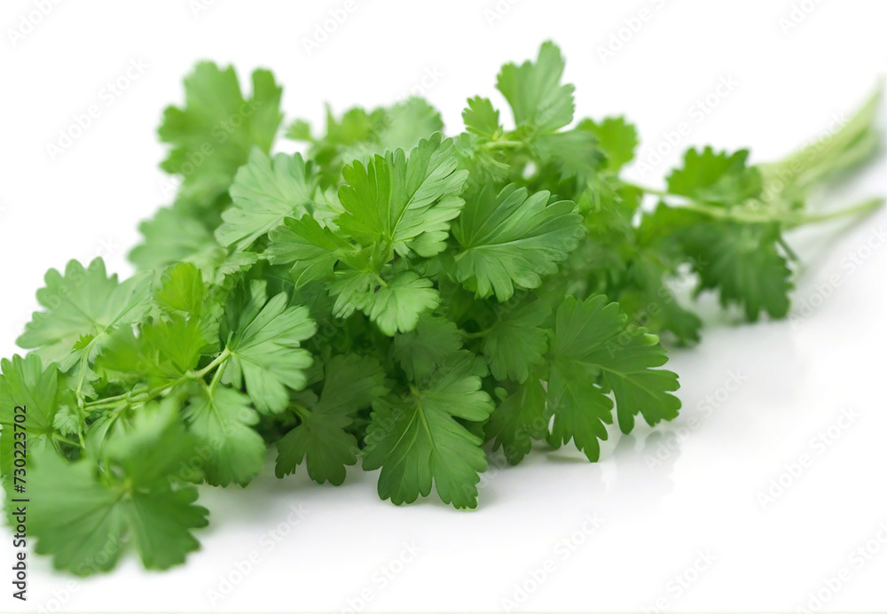 Fresh green coriander leaves on white background Fresh green coriander leaves on white background