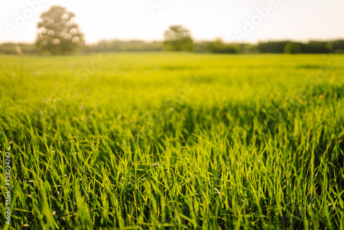 Field of green grass and colorful sunset. Young plants growing in a farmer's field. Agriculture concept. 