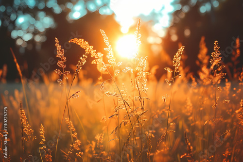  Wild grass in the forest at sunset