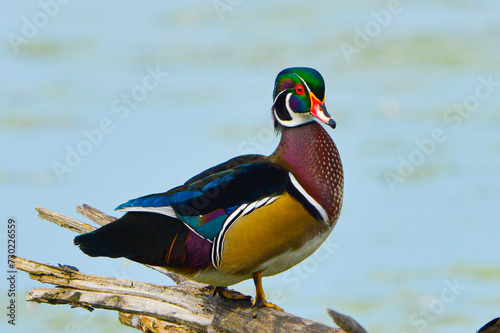 Schilderij op canvas Wood Duck Allendale N.J. USA