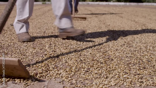 Coffee bean farming and production in Brazil