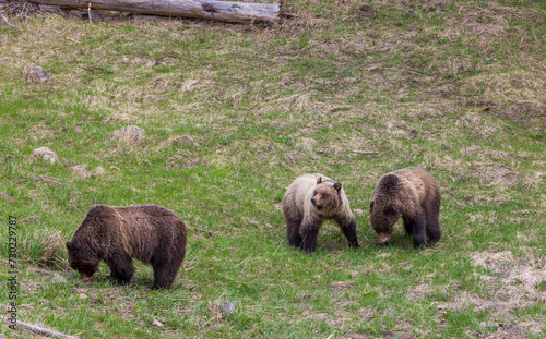 Grizzly Bears in Yelowstone National Park Wyoming in Spring