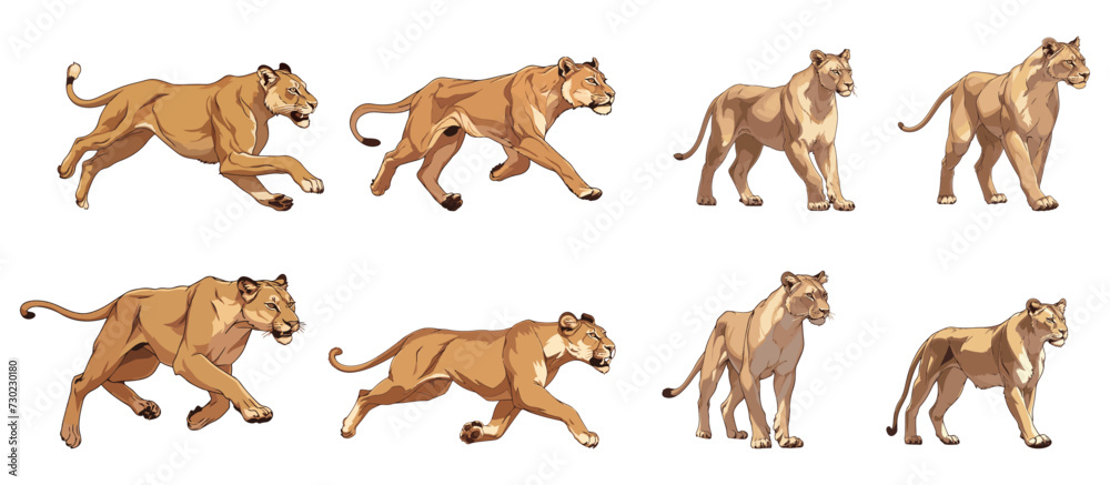 set of illustration of lioness in any several poses. isolated on background