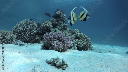 Underwater life in the ocean. Tropical fish. Ocean.