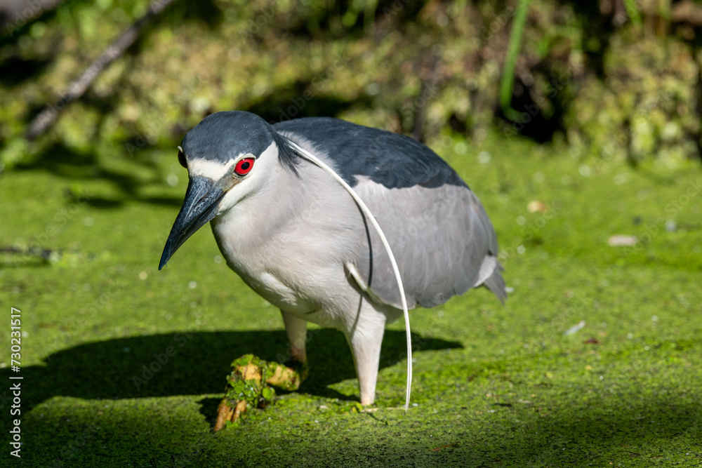 Naklejka premium Black Crowned Night Heron Allendale NJ. USA