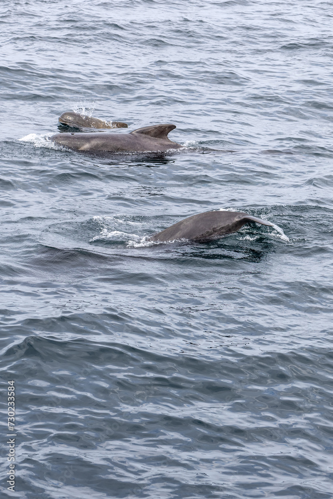 Obraz premium A vertical view of the ocean reveals a pilot whale(Globicephala melas) family, with the young calf energetically swimming between its parents off the Andenes coast