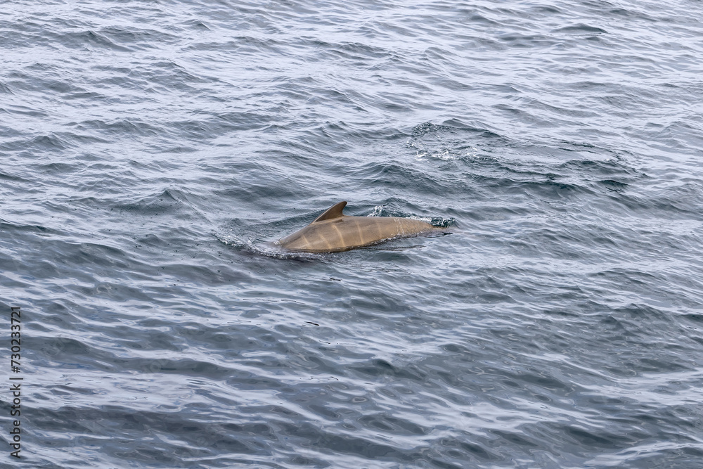 Obraz premium In the cool expanse of the Norwegian Sea, a pilot whale calf near Andenes propels itself through the textured waters of the Lofoten Islands.