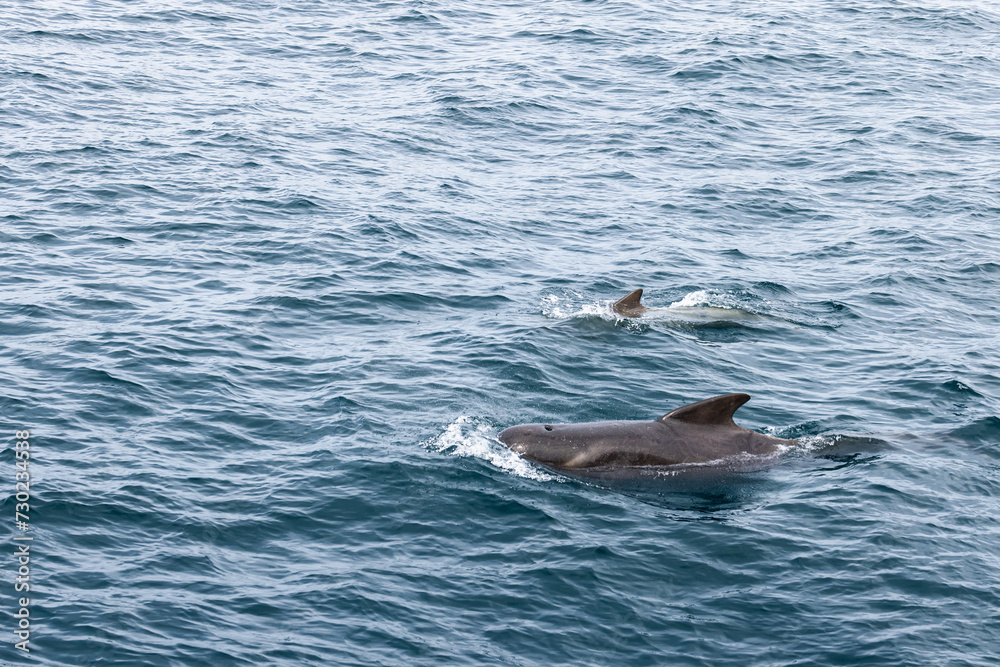 Naklejka premium The Norwegian Sea's artful waves create a mesmerizing setting for a pilot whale calf and mother, their journey accentuated by the water's stunning shades and textures