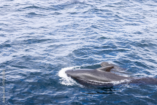 In the shimmering waters off the coast of Norway, a young pilot whale swims with its parent, their dark silhouettes contrasting with the textured cerulean sea near Andenes
