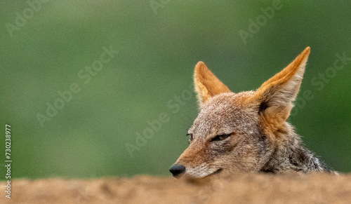 Above the parapet. A sly black-backed Jackal (Canis mesomelas) at Scavengers' hide, Zimanga Private Game Reserve, Kwazulu Natal. photo