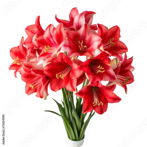 flower - Candy Apple Red . Amaryllis: Pride and determination