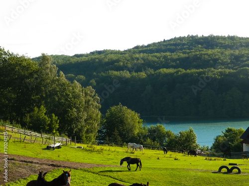 Fototapeta Naklejka Na Ścianę i Meble -  Horses on the pasture in Wiezyca. Northern Poland