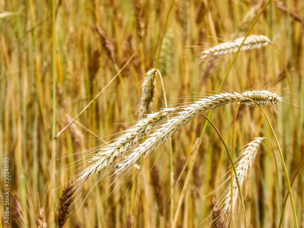 Close up of rye plants as nature background Close up of rye plants as nature background