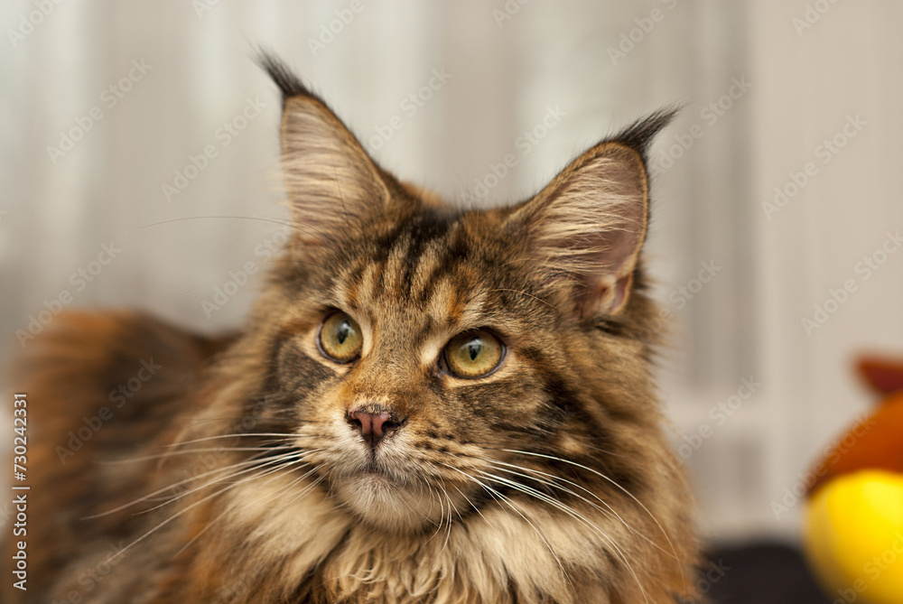 Stunning Maine Coon cat sitting against a white background, with luxurious brown and white fluffy fur and tufted ears, looking up. Close-up portrait
