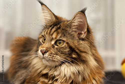 Portrait of a regal long-haired brown tabby Maine Coon cat with hypnotic yellow eyes, resting against a white background and emitting an aura of relaxation and calm