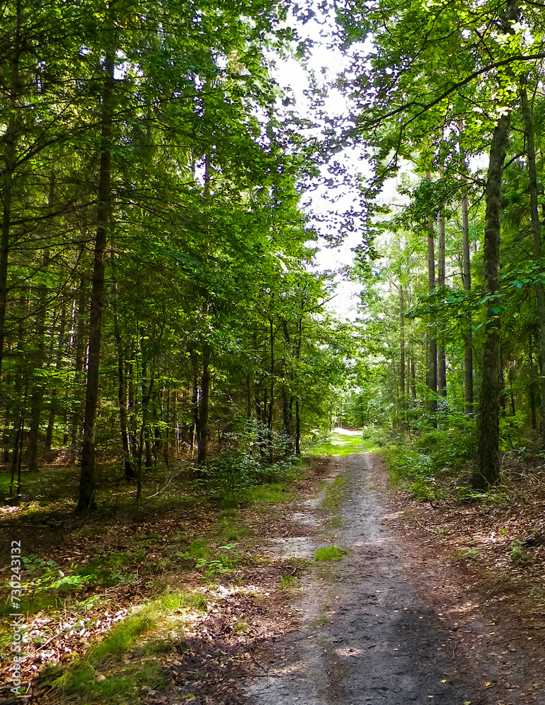 Fototapeta premium Path in green forest. Summer forest landscape.