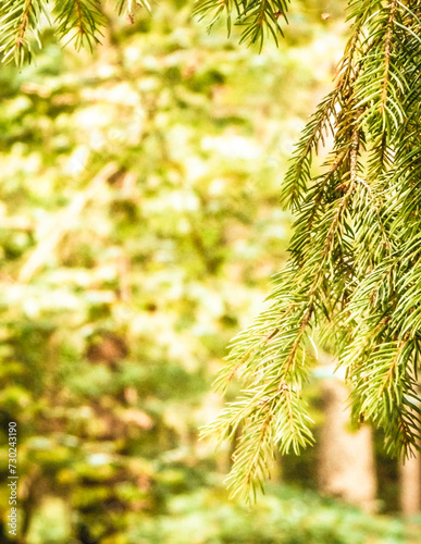 Forest background. Close-up of spruce branches. photo