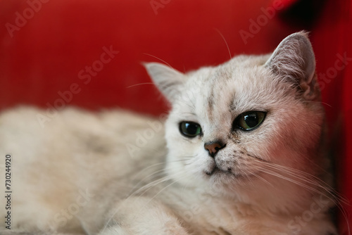 Beautiful cat on red sofa, closeup. Animal portrait.