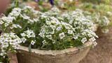 Beautiful and bright white alisum flowers growing in a flower bed